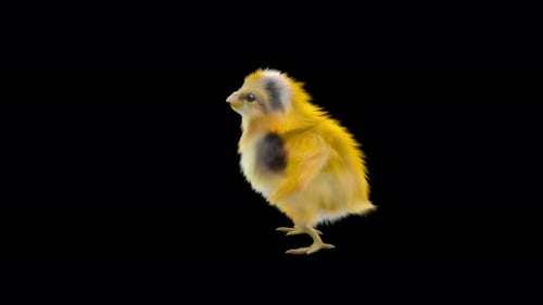 Realistic 3D Animated Baby Chick on Alpha Channel