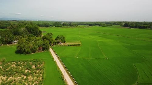 Aerial View of Lush Green Paddy Fields on a Sunny Day in Vietnam's Countryside.