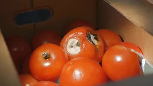 Spoiled and Moldy Tomatoes in a Cardboard Box
