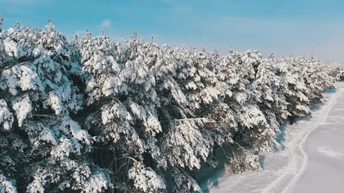 Aerial View on Winter Pine Forest and Snow Path on a Sunny Day