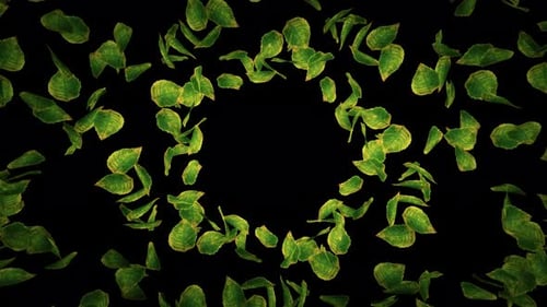 Organic Green Leaves Circular Frame Reveal