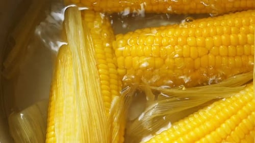 Fresh Corn on the Cob Boiling