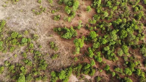 Aerial View of Vegetation and Dirt Roads