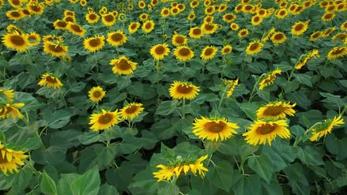 4K Wunderschöne Luftaufnahme von Sonnenblumen, Sonnenblumen, die im Wind blühen