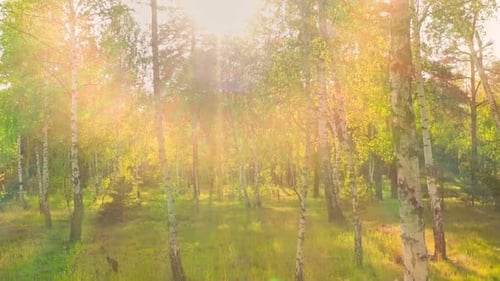 Forêt, matin, soleil, lumière, jungle, herbe verte, bois, extérieur
