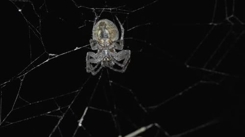 Spider Hunt on Web at Night