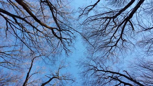 Bare Tree Branches Against a Bright Blue Sky