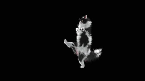 Katze tanzt HD