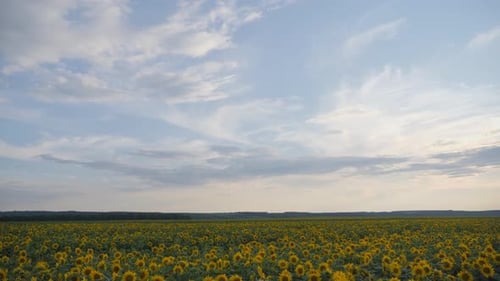 Scenic Sunflower Field on a Sunny Day
