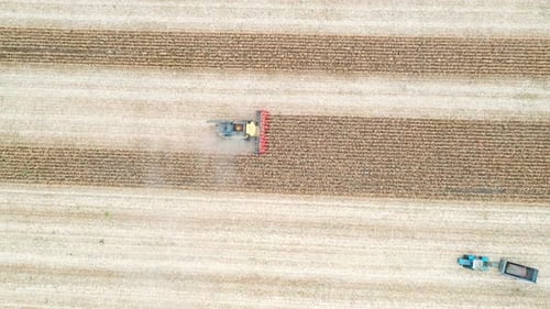 Aerial Shot of Combine Gathering Corn Crop. Flying Over Farmland During Harvesting Process. View
