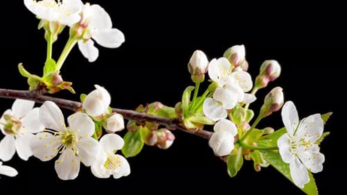 Time Lapse of Blooming Cherry Flowers