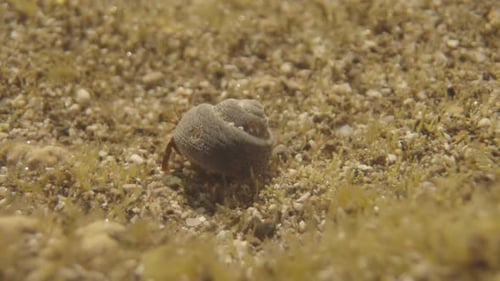 Close Up of Small Crabs Underwater