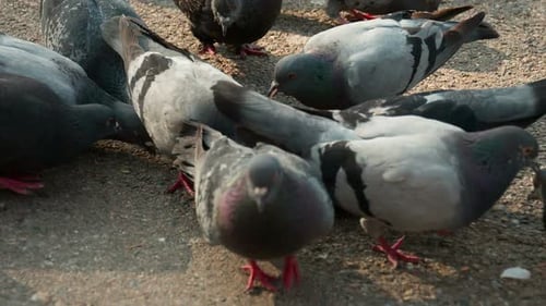 Flock Of Pigeons Feeding On