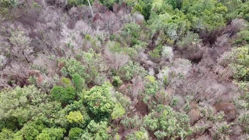 Aerial looking dry dead trees.