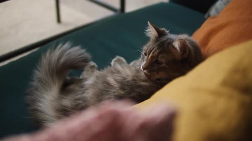 Fluffy Cat Resting on Sofa in Home Interior