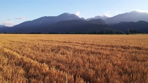 Wheat field in the summer