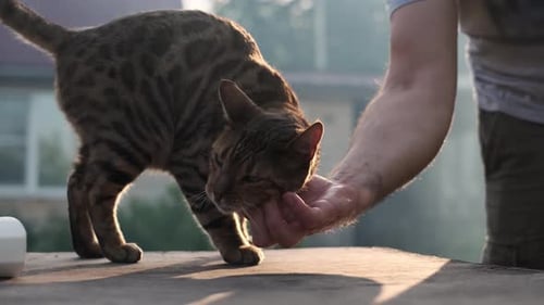 Unrecognizable Man Caresses Cat on Street in Country House
