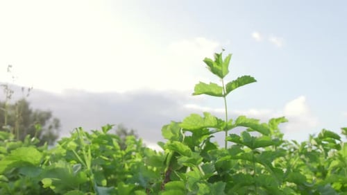 Organic farm
