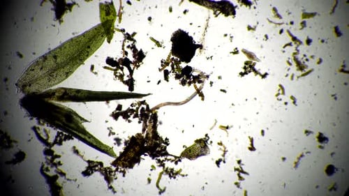 Microcosme dans une goutte d'eau, nématode et infusorie au microscope
