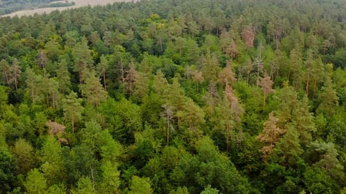 Beautiful woodland. Flight over the tops of green trees. Forest in summer.
