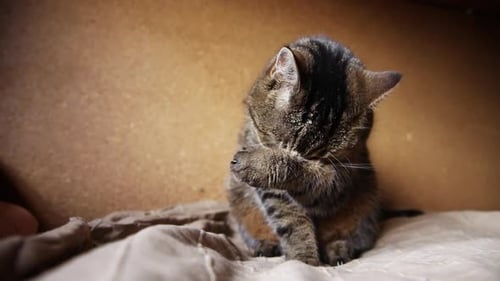 Tabby Cat Grooming Itself on Blanket Indoors