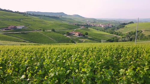 Weinberge, Landwirtschaft, Landwirtschaft, Anbau in Barolo Langhe, Piemont, Italien
