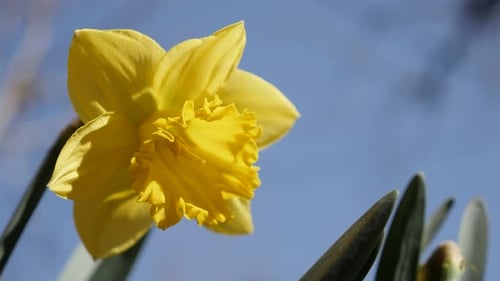 Yellow plant Pseudonarcissus against blue sky 4K 2160p 30fps UltraHD footage - Blossom of Narcissus