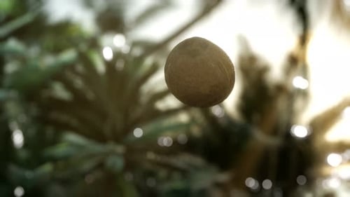 Floating Coconut Spinning in a Tropical Natural Environment