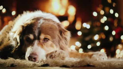 Portrait of a Shepherd Dog By the Fireplace. Behind the Lights Are Visible Lights on the Christmas