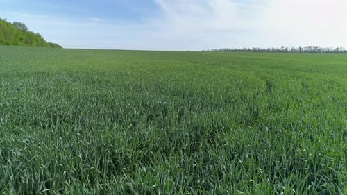 Flug über grüne Felder der Landwirtschaft im Frühjahr