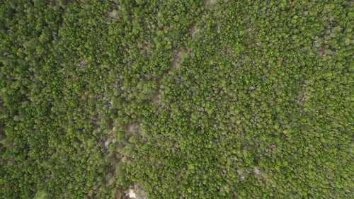 AERIAL: Top View Shot of Wild Natural Pine Trees in Forest