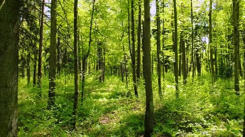 Flying Between the Trees in the Spring Forest