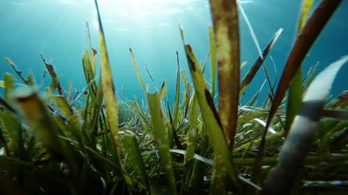 In der Meeresalge im Meer