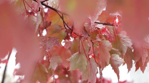 Raindrops on Colorful Autumn Leaves Close Up
