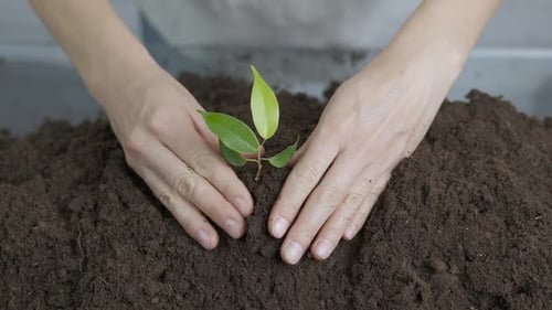Sapling in the hands.