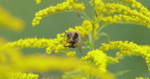 Shaggy Bumblebee Pollinating and Collects Nectar From the Yellow Flower of the Plant