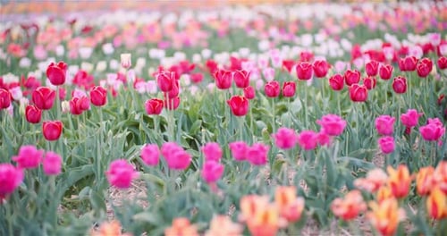 Blooming Tulips on Agriculture Field