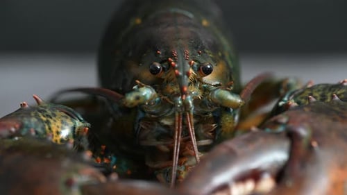Lobster 15