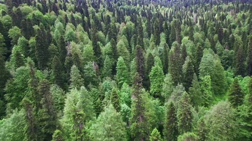 Aerial View Above Green Forest