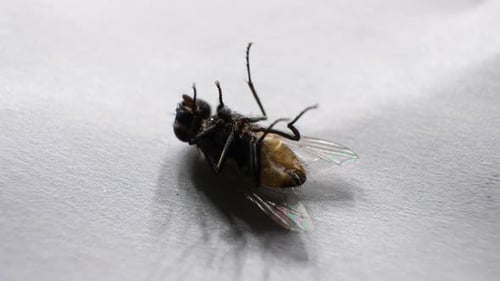 Fly Moving
