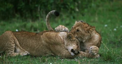 African Lion, panthera leo, cubs playing, Masai Mara Park in Kenya, Real Time 4K