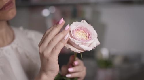 Woman Gently Holds a Pink and White Rose