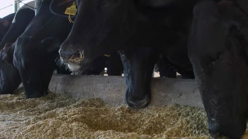 Cows Feeding in Dimly Lit Barn