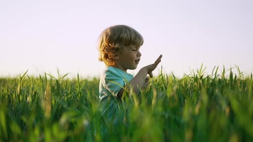 Curly Haired Baby Boy Standing in Fresh Green Wheat Field and Gently Touches Blade of Grass