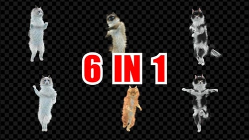 Katzentanz 6er Pack