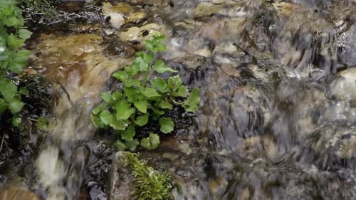 Small green plant sitting in stream as water flows by.