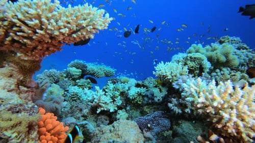 Clownfish Sea Life
