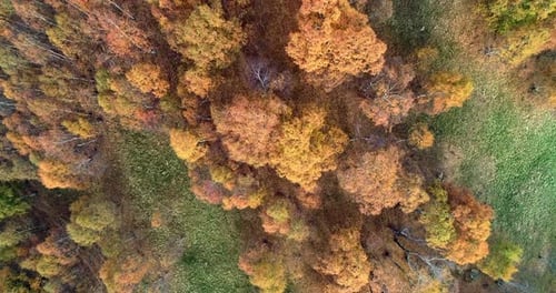 Luftaufnahme von oben über dem bunten Herbstbirkenwald bei nebligem Wetter