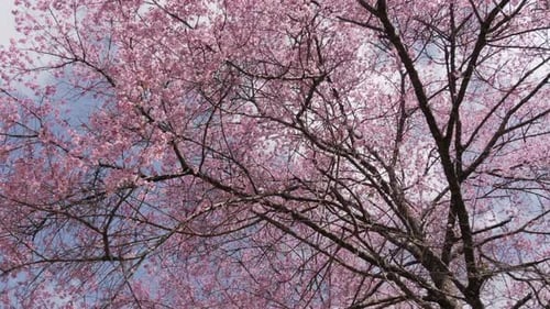 Kirschblüte