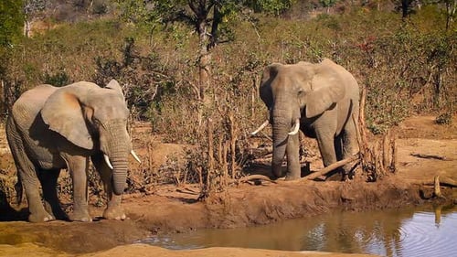 Éléphant de brousse d'Afrique dans le parc national Kruger, Afrique du Sud